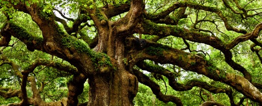 By His Blood – The Tree of Life is the answer to Sin